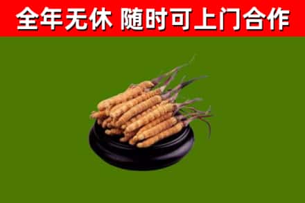 松岭区烟酒回收冬虫夏草.jpg